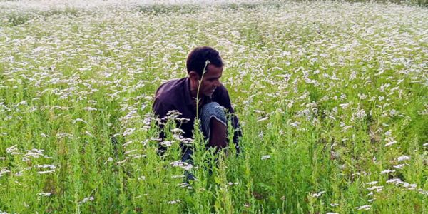 ধনিয়ায় স্বপ্ন বুনছেন শরীয়তপুরের চাষিরা